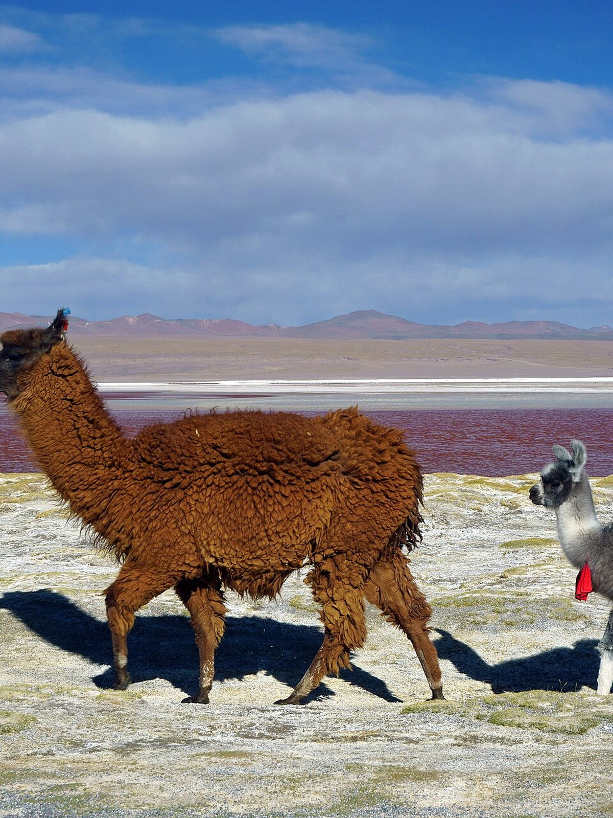 Bolivia eSIM - Photo 2