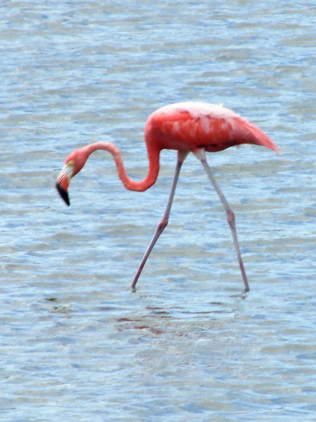 Bonaire eSIM - Photo 5