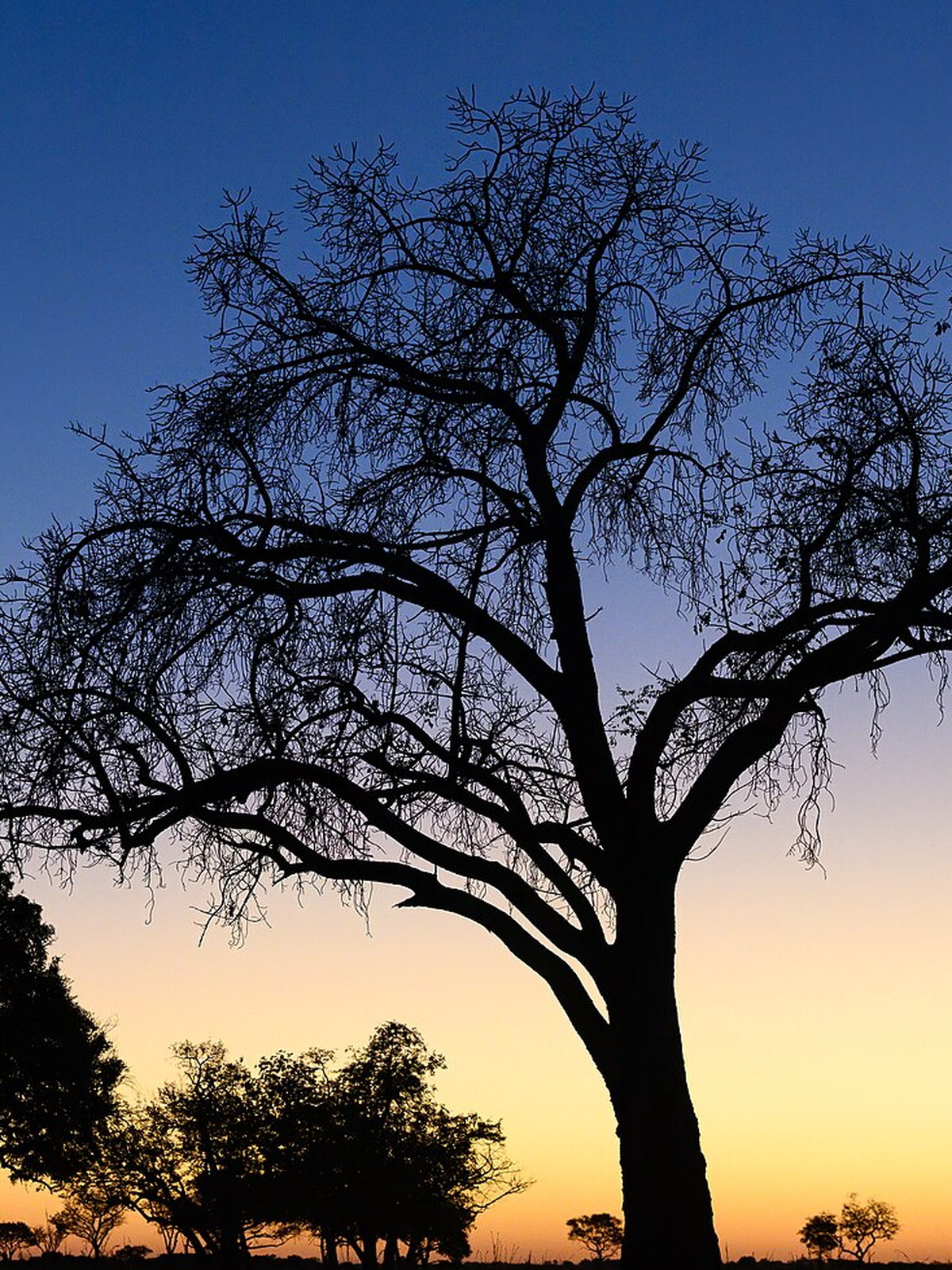 Botswana eSIM - Photo 4