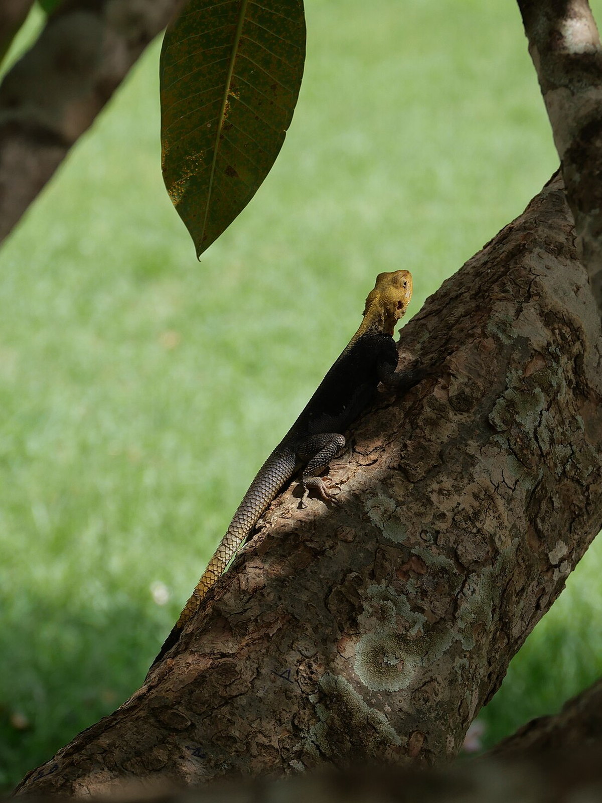 Cote d'Ivoire eSIM - Photo 1