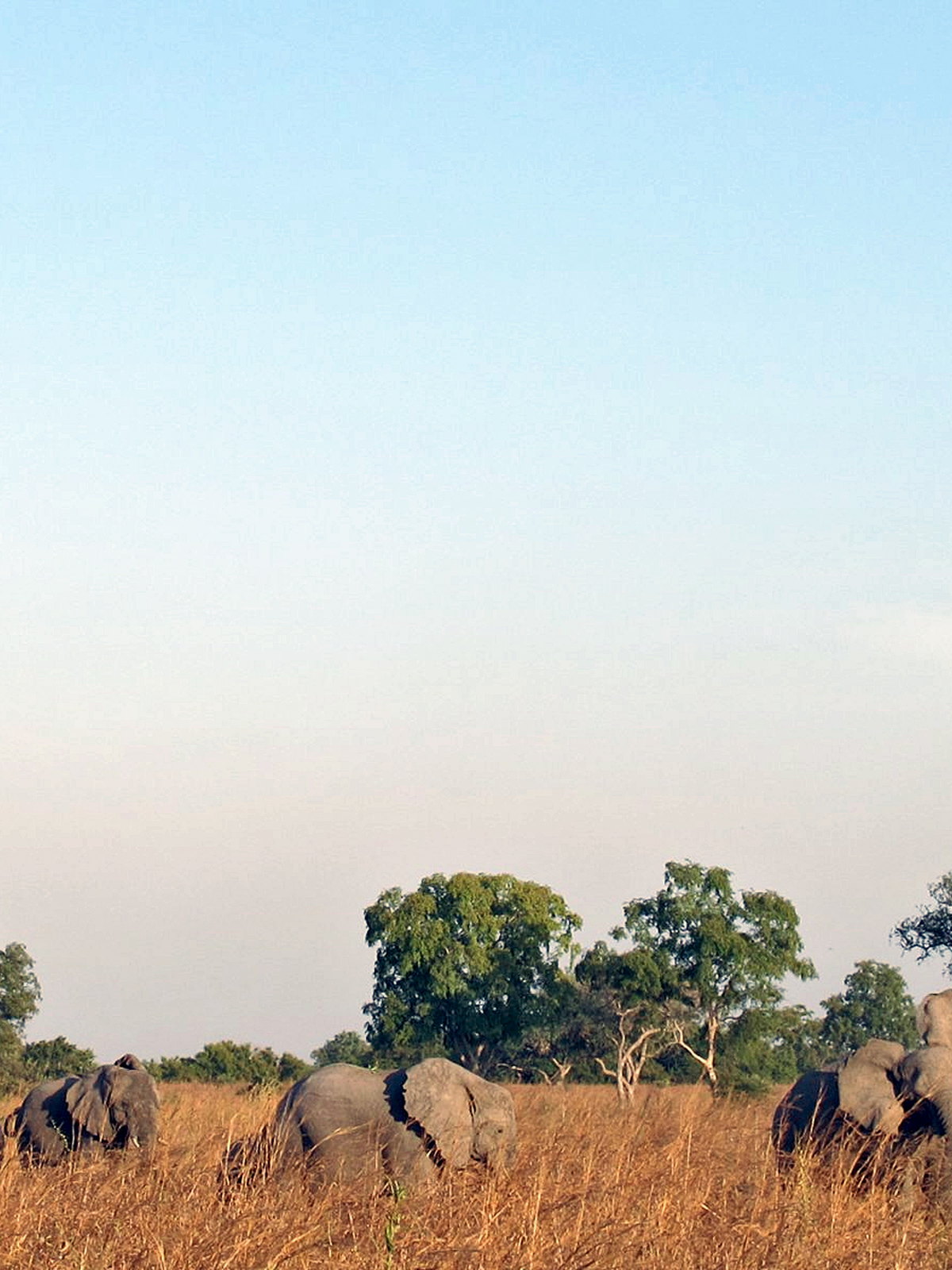 Cameroon eSIM - Photo 2