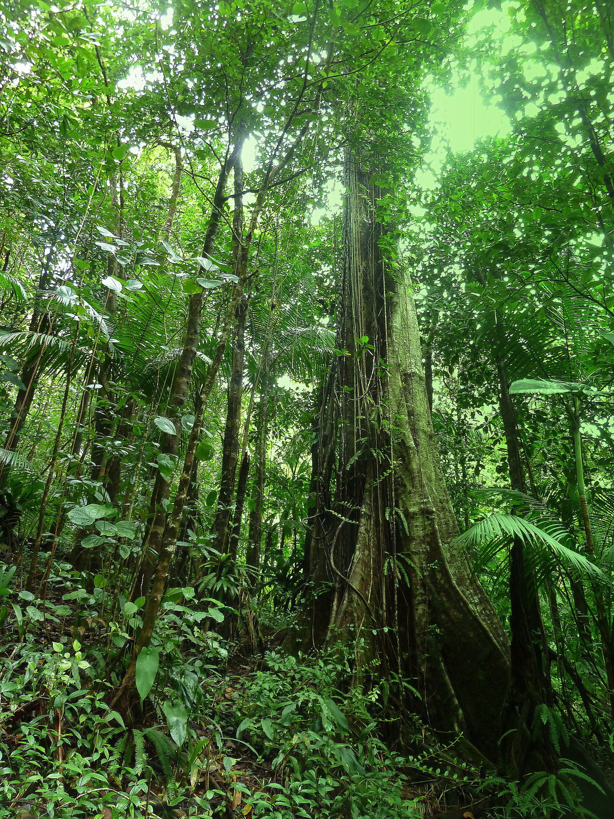 Dominica eSIM - Photo 2
