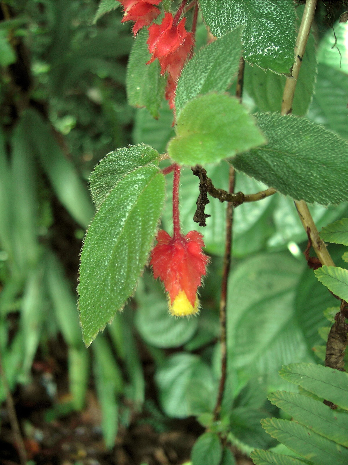Dominica eSIM - Photo 3