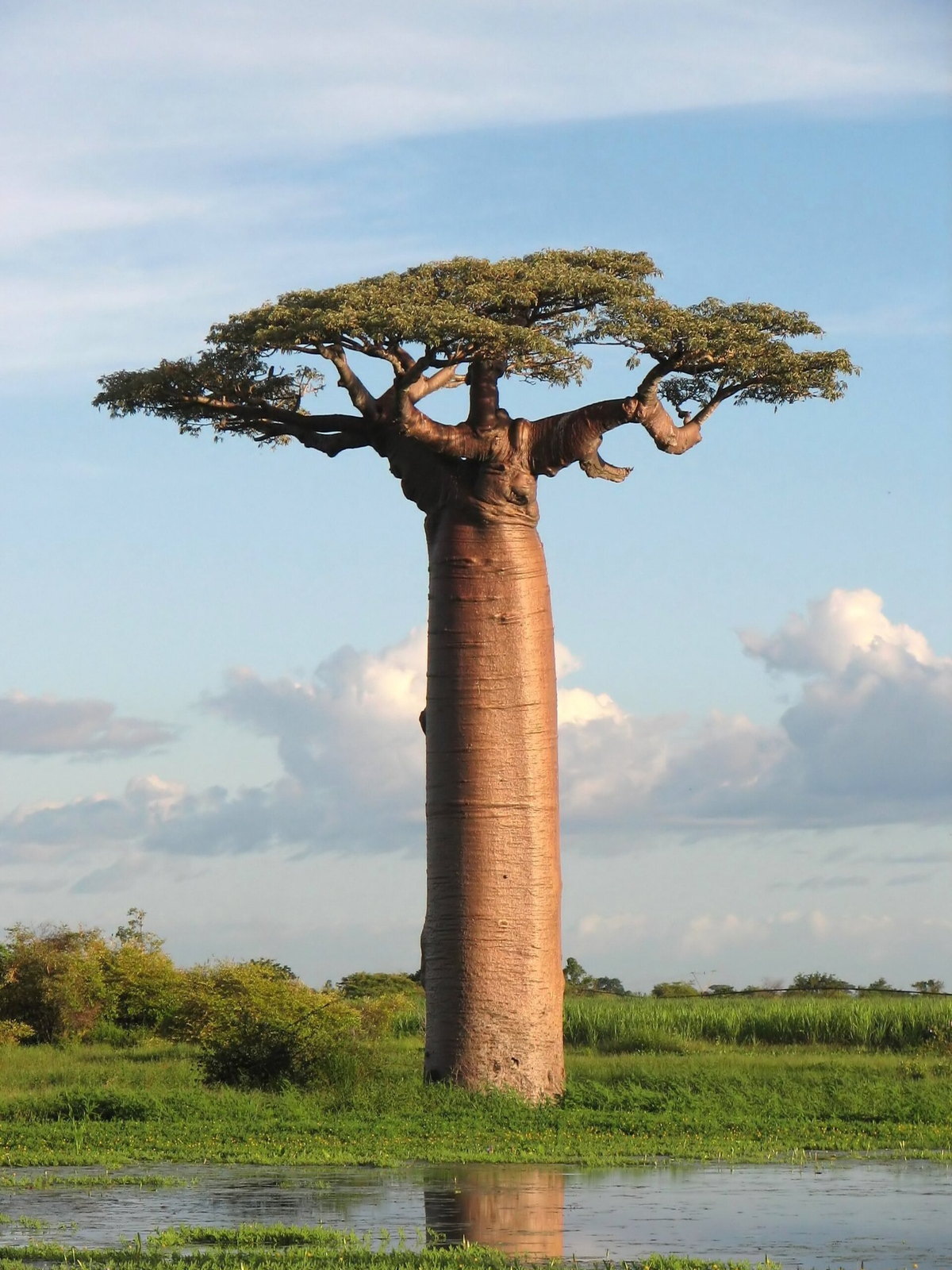 Madagascar eSIM - Photo 1