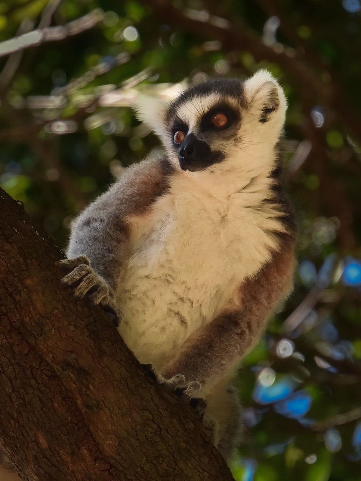 Madagascar eSIM - Photo 3