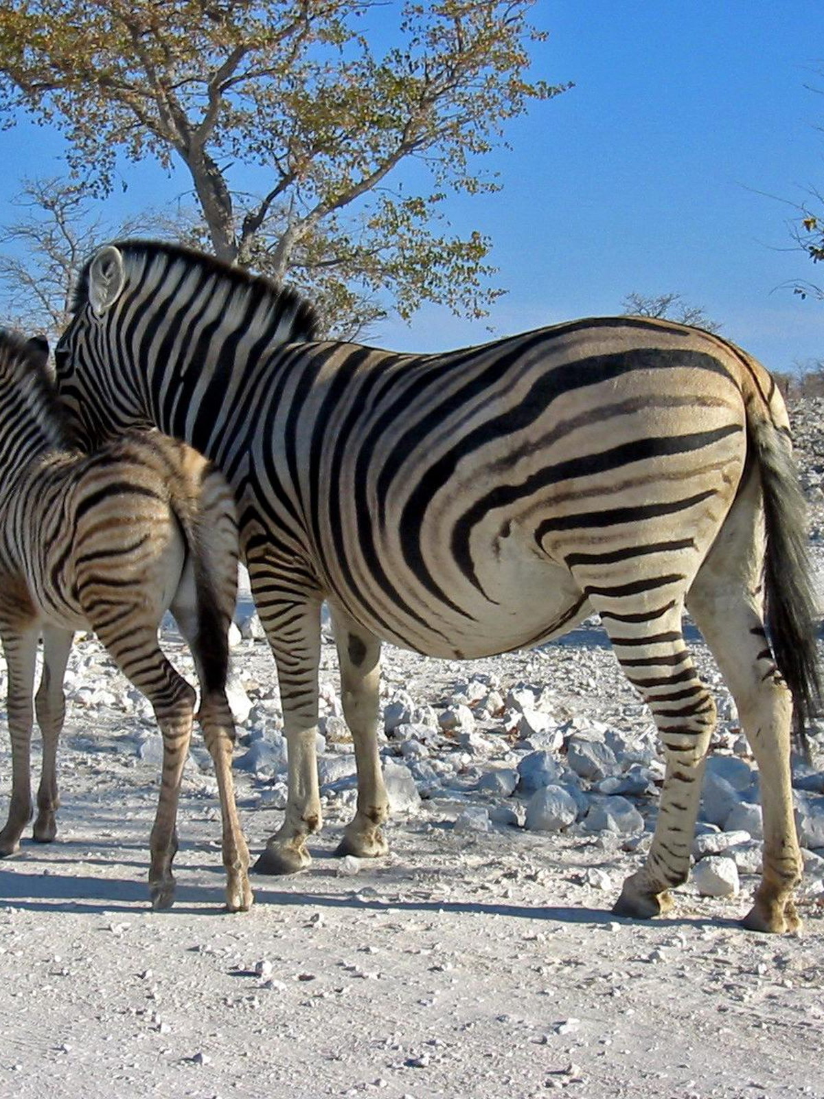 Namibia eSIM - Photo 1