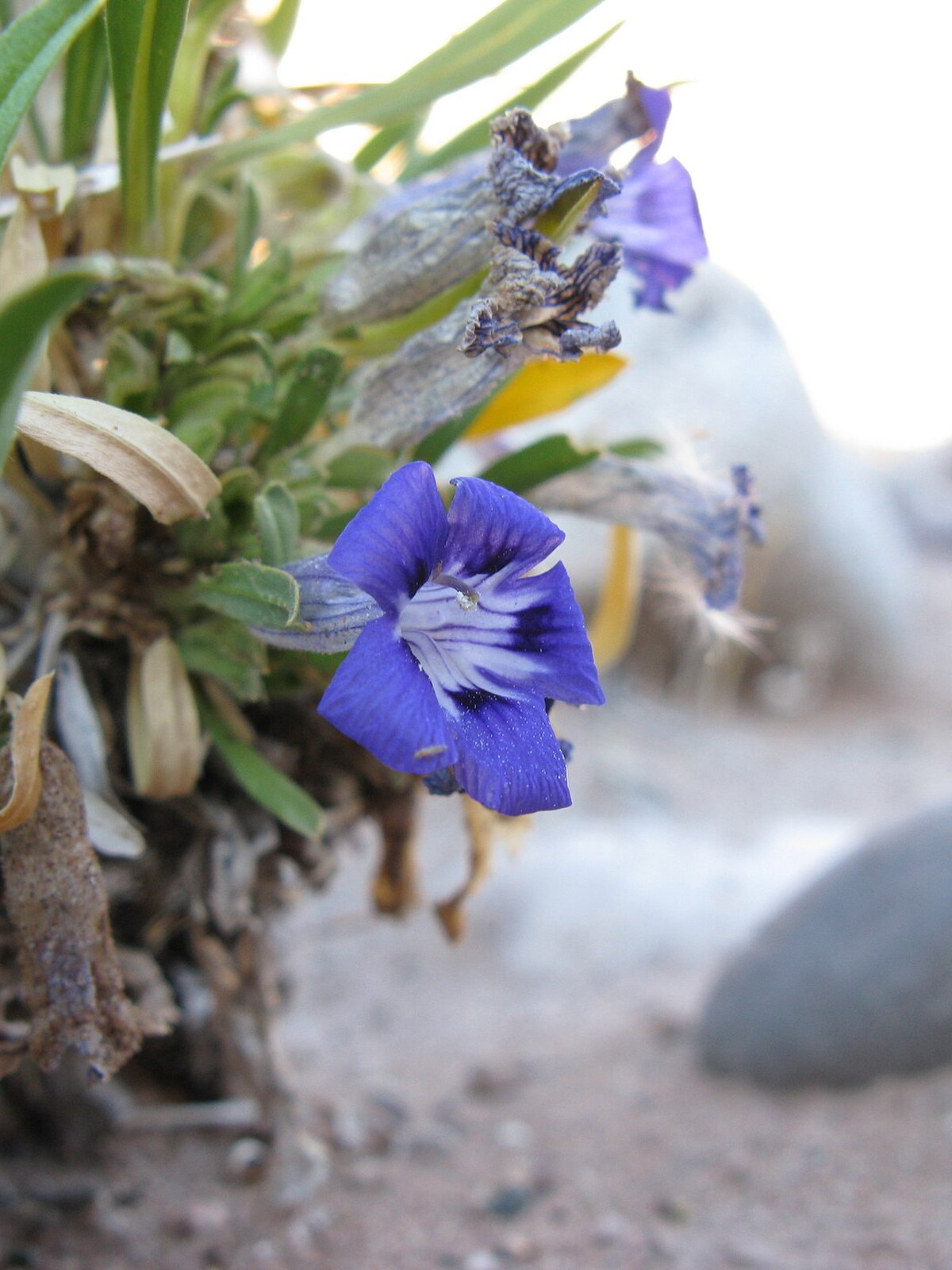 Namibia eSIM - Photo 3