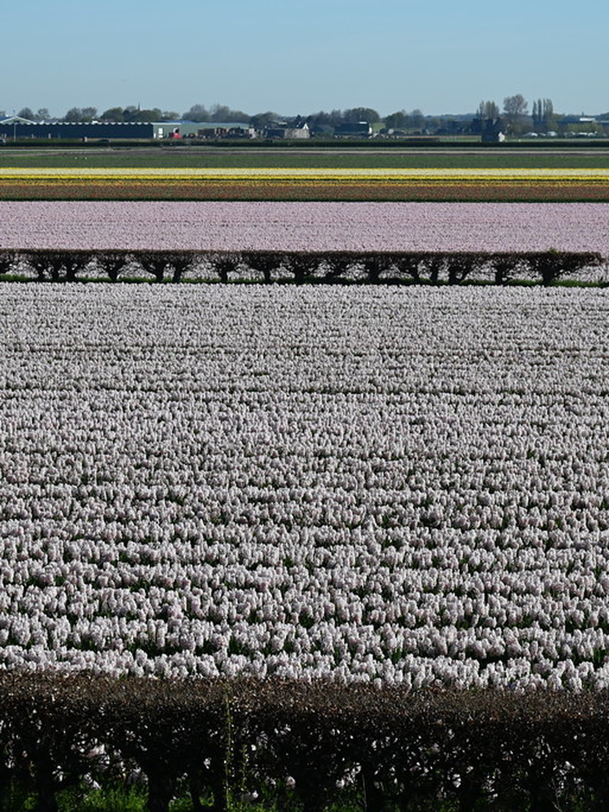 Netherlands eSIM - Photo 1