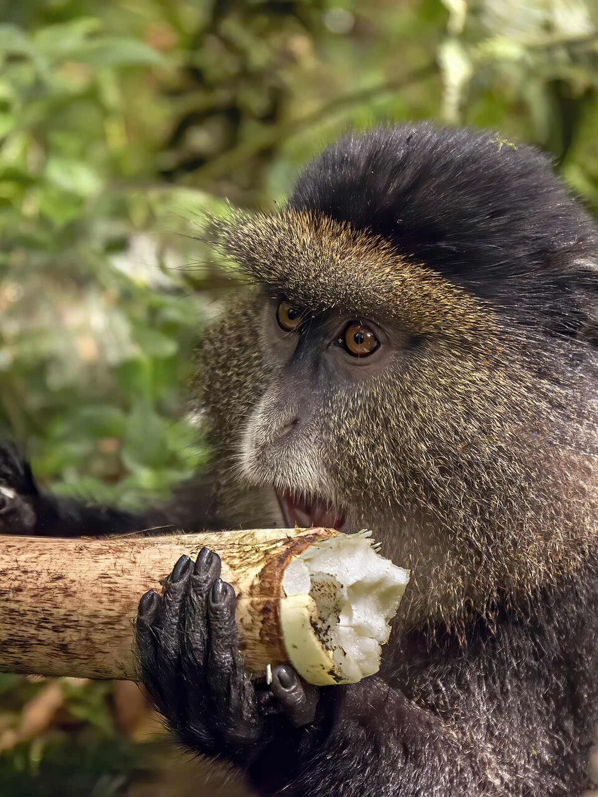 Rwanda eSIM - Photo 5