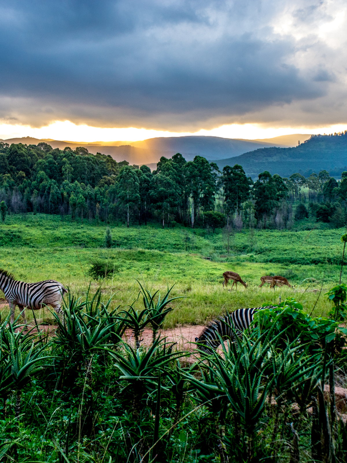 Eswatini eSIM - Photo 1