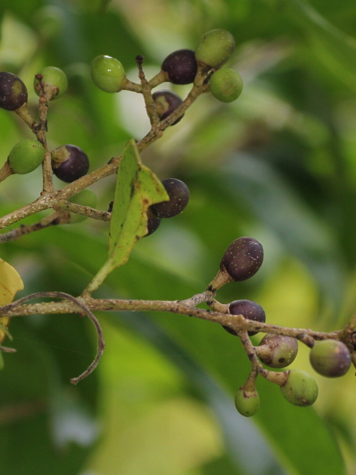 Timor-Leste eSIM - Photo 5