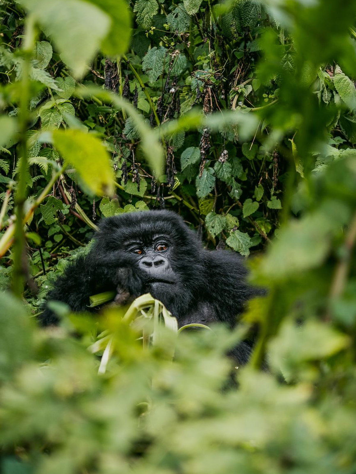 Uganda eSIM - Photo 1
