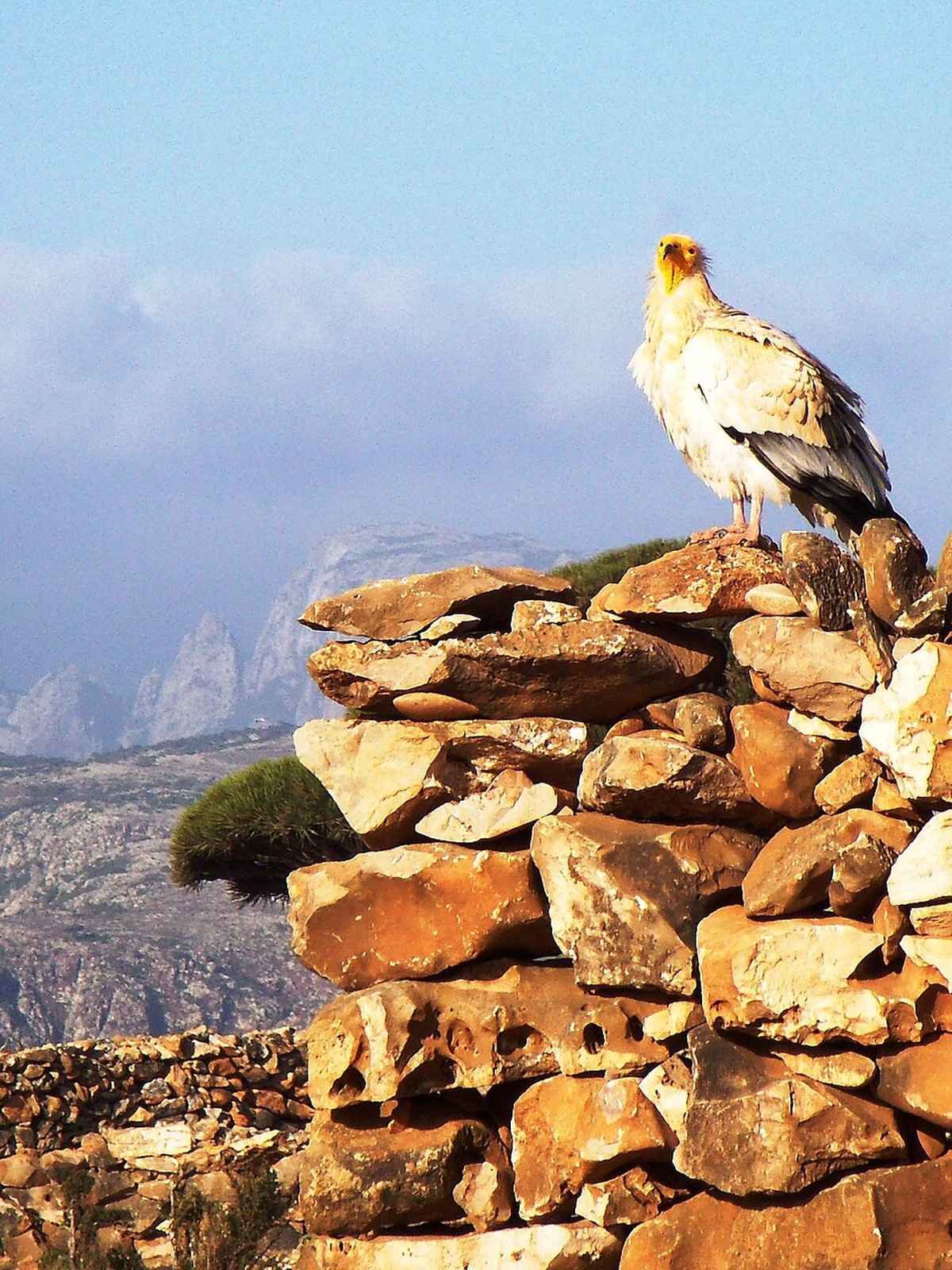 Yemen eSIM - Photo 3