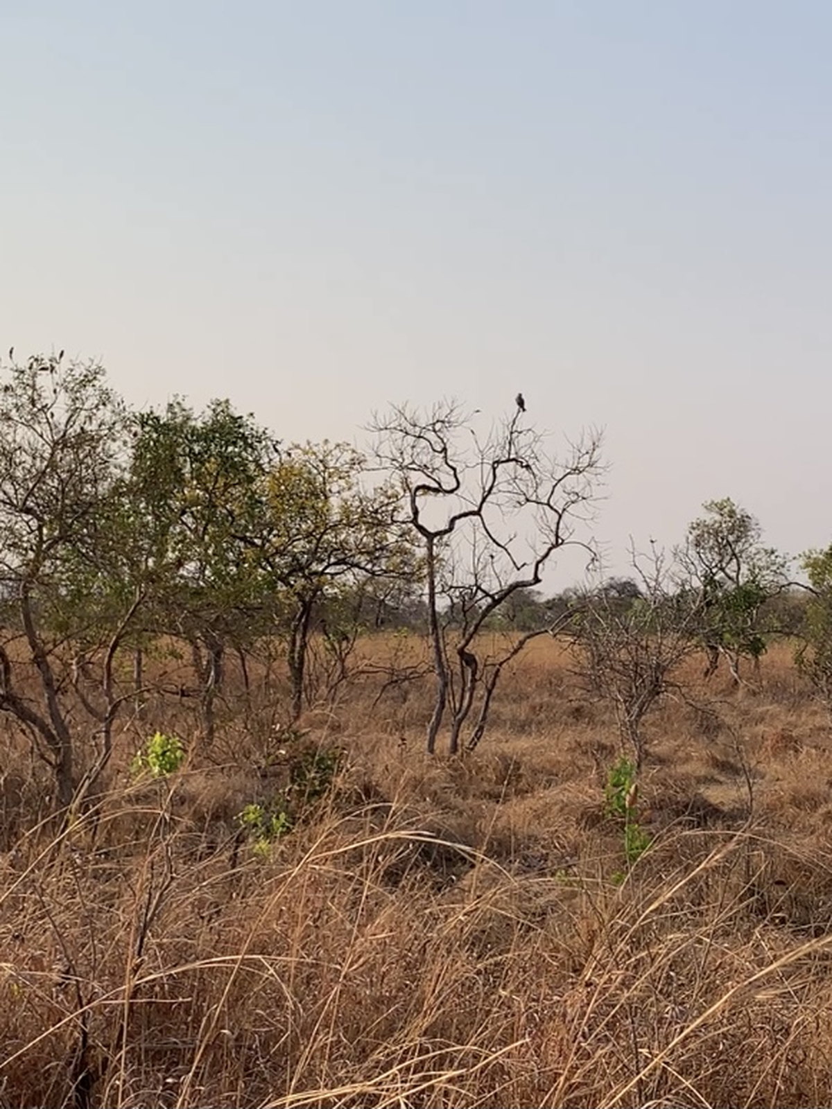 Zambia eSIM - Photo 4